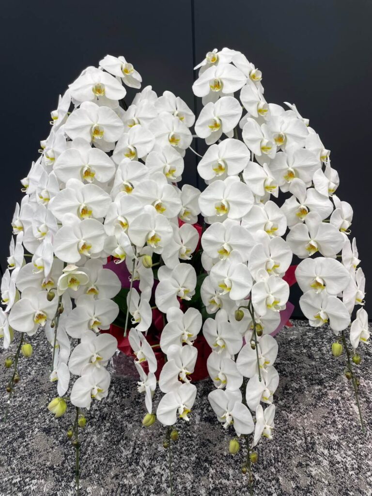 白　8本立ち